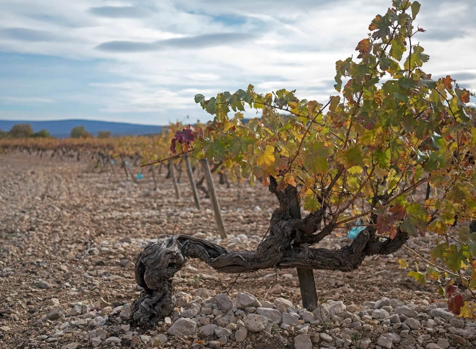 Terroir là gì? Sự ảnh hưởng của Terroir đến hương vị và cấu trúc của rượu vang