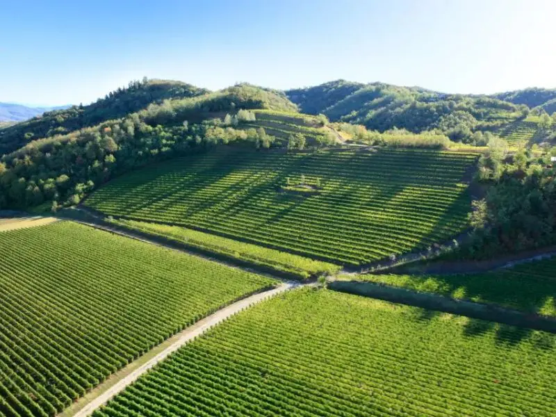 Rượu vang Castellengo có nguồn gốc từ vùng Veneto và Friuli Venezia Giulia