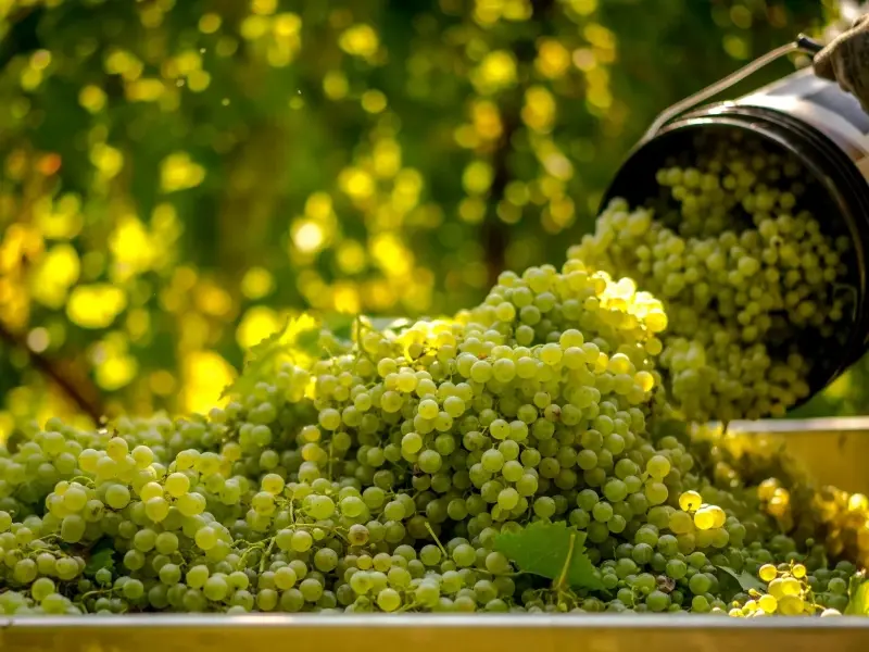 Giống nho Glera tạo nên hương vị trái cây tươi đặc trưng cho Prosecco