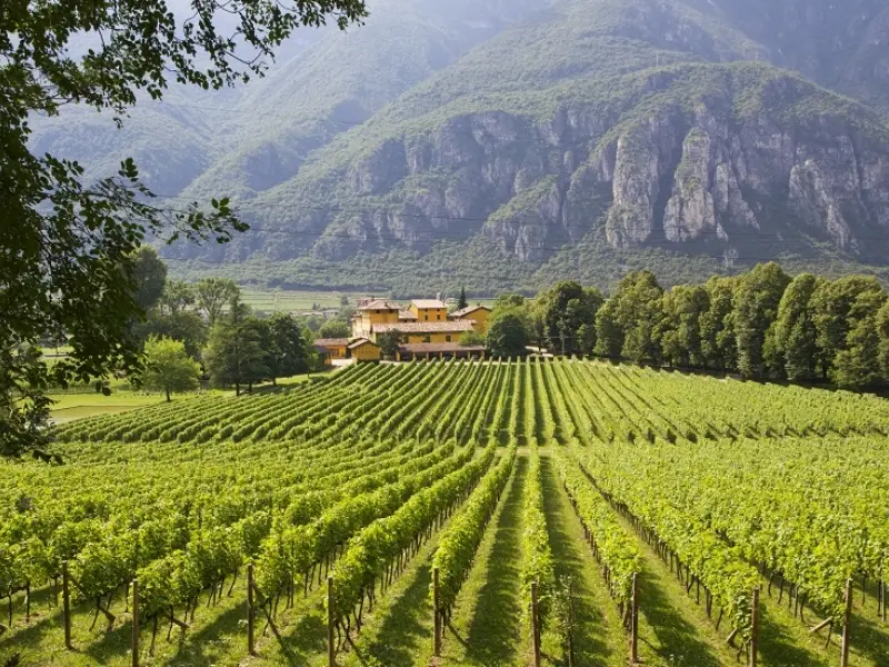 Prosecco bắt nguồn từ vùng Veneto và Friuli Venezia Giulia ở miền Bắc Ý