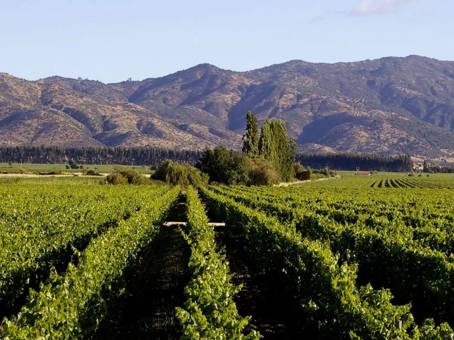 Điều kiện tự nhiên tạo nên chất lượng vang Chile