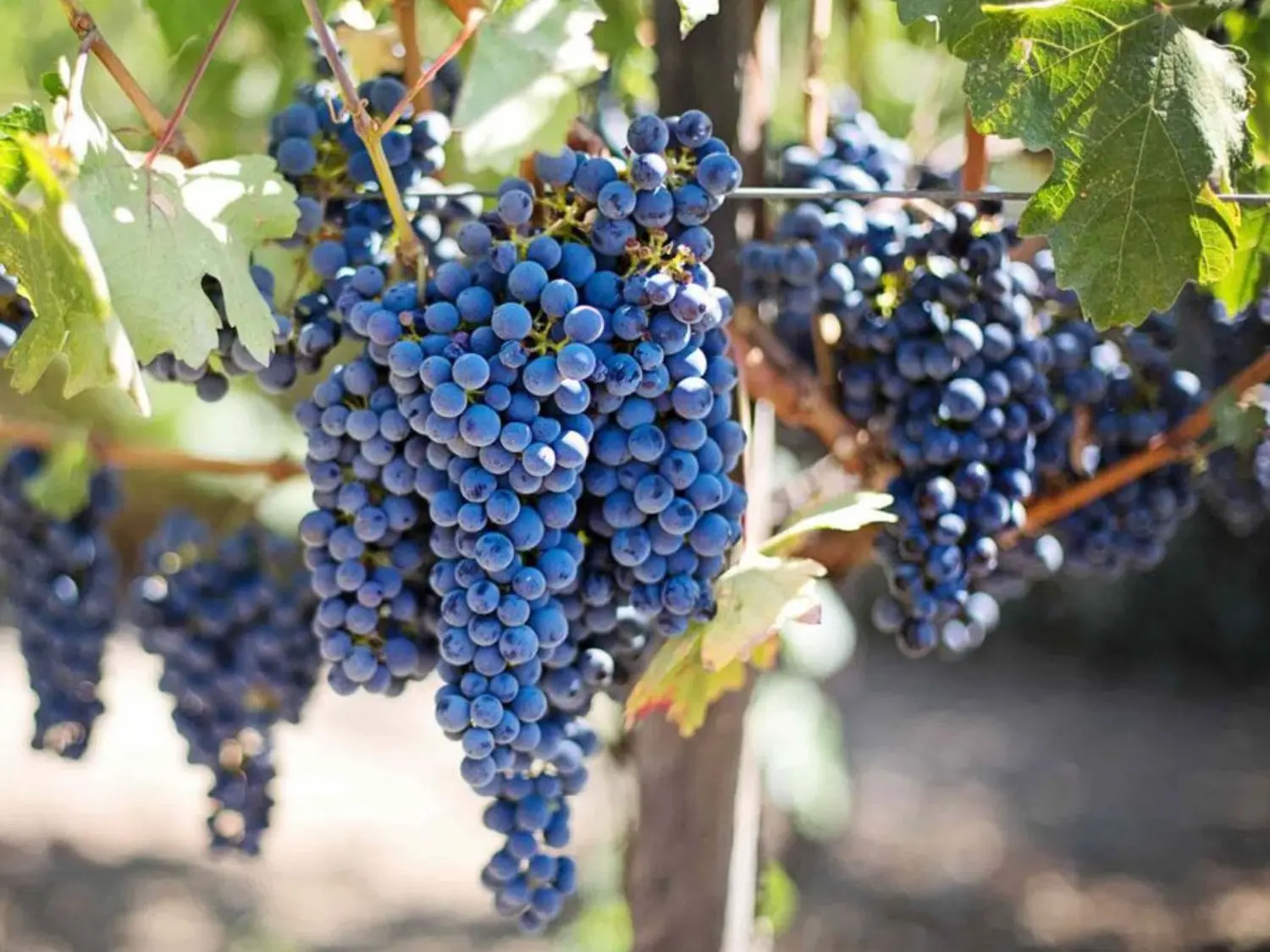 Carménère là giống nho mang tính biểu tượng của Chile
