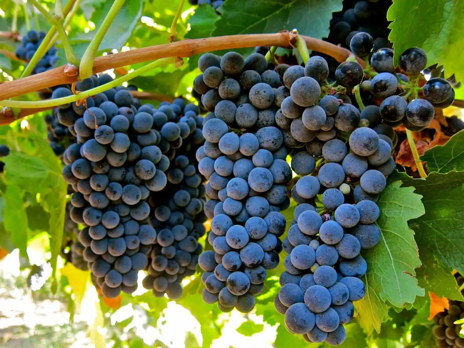 Syrah từ Chile thường có tính cách đậm đà hơn