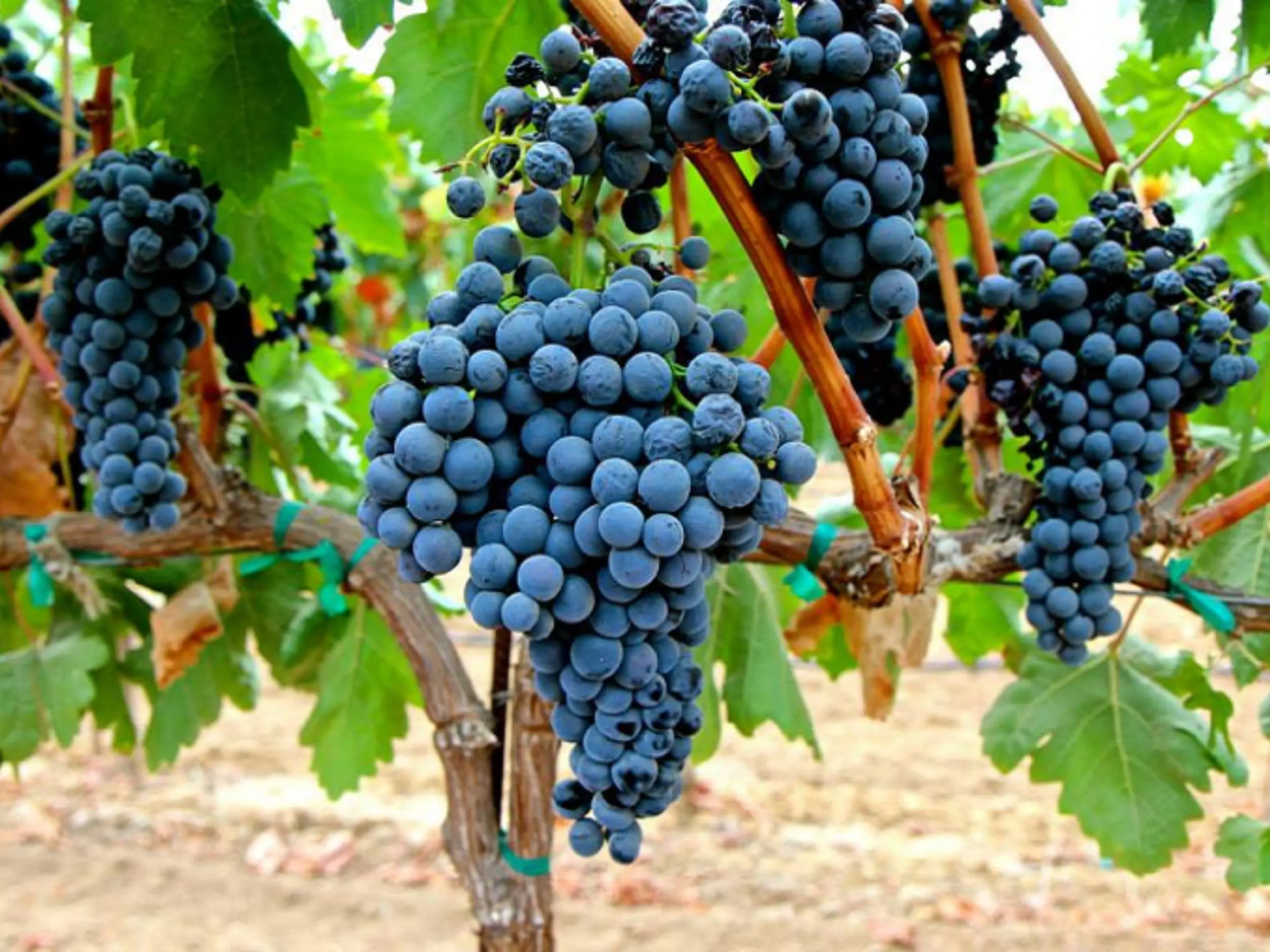 Tempranillo - “Quốc bảo” của Tây Ban Nha