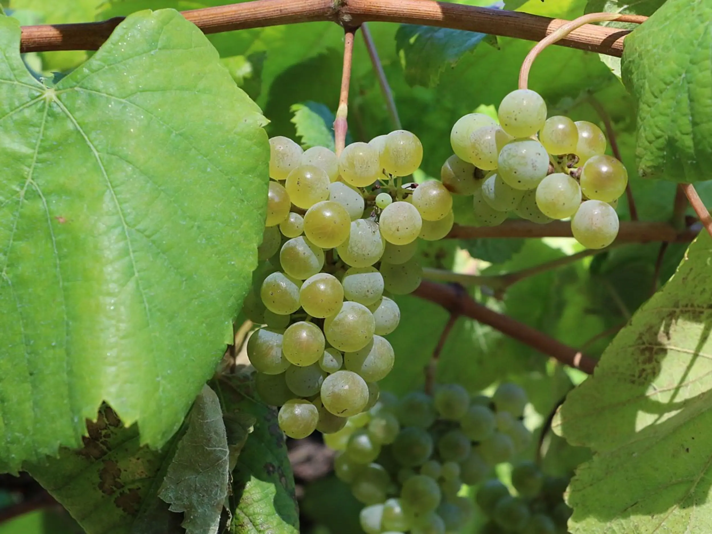 Albariño là ngôi sao trong thế giới vang trắng Tây Ban Nha