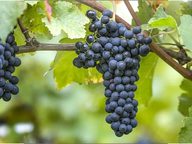 Lịch sử và nguồn gốc của giống nho Syrah/Shiraz