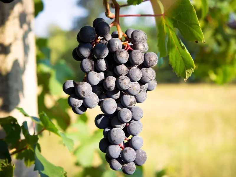 Nho Barbera có cội nguồn từ vùng Piemonte, miền Bắc nước Ý