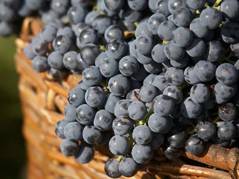 Nguồn gốc và lịch sử lâu đời của giống nho Cabernet Franc