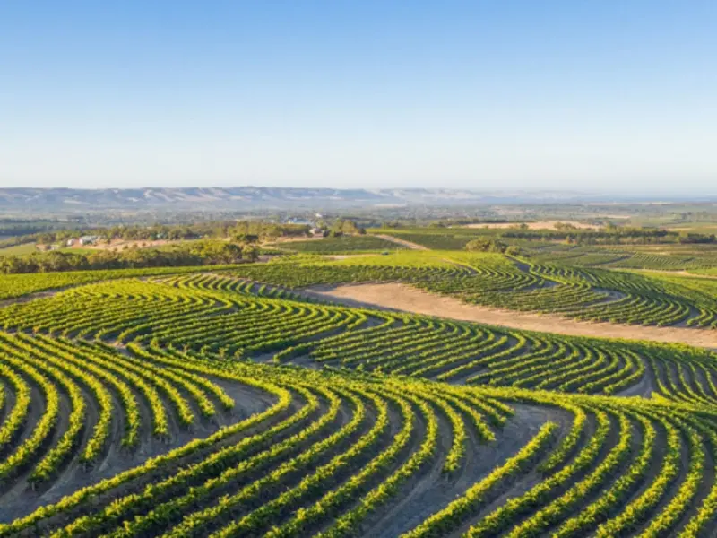 Rượu vang Cape Barren có nguồn gốc từ vùng McLaren Vale