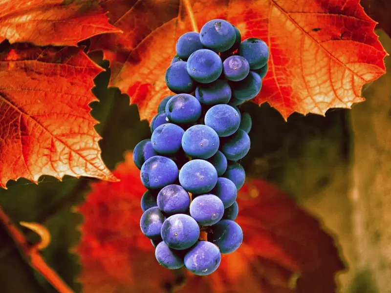 Giống nho Carménère có nguồn gốc cổ xưa từ vùng Bordeaux, Pháp