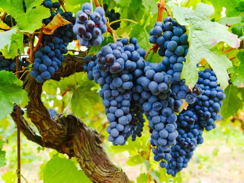 Nguồn gốc và lịch sử thăng trầm của nho Grenache