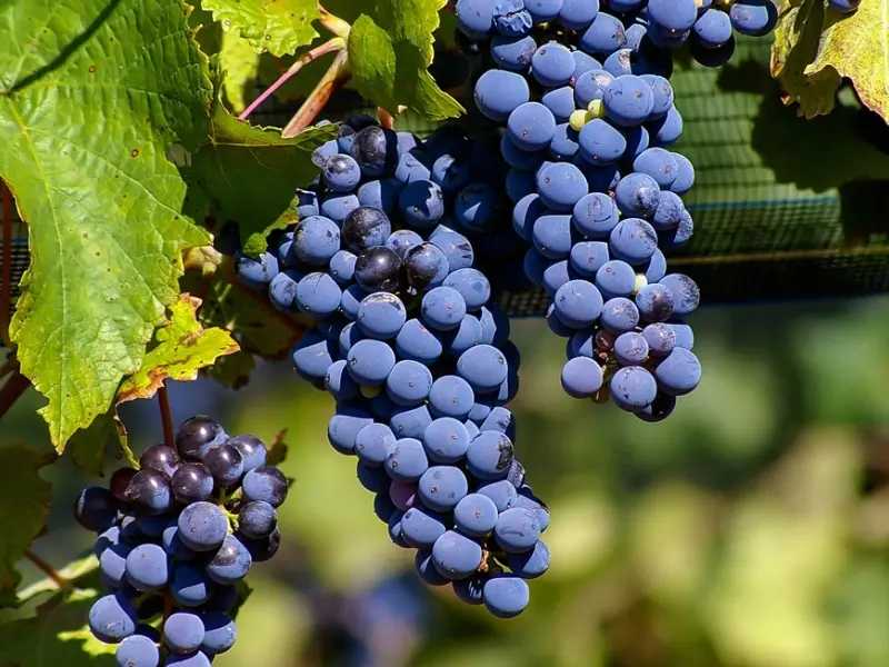 Giống nho Malbec có lịch sử thăng trầm
