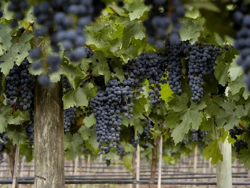 Malbec Pháp có thiên hướng mặn và chua hơn