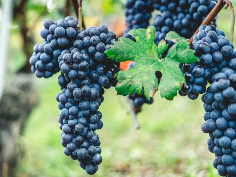 Nguồn gốc và lịch sử lâu đời của nho Nebbiolo