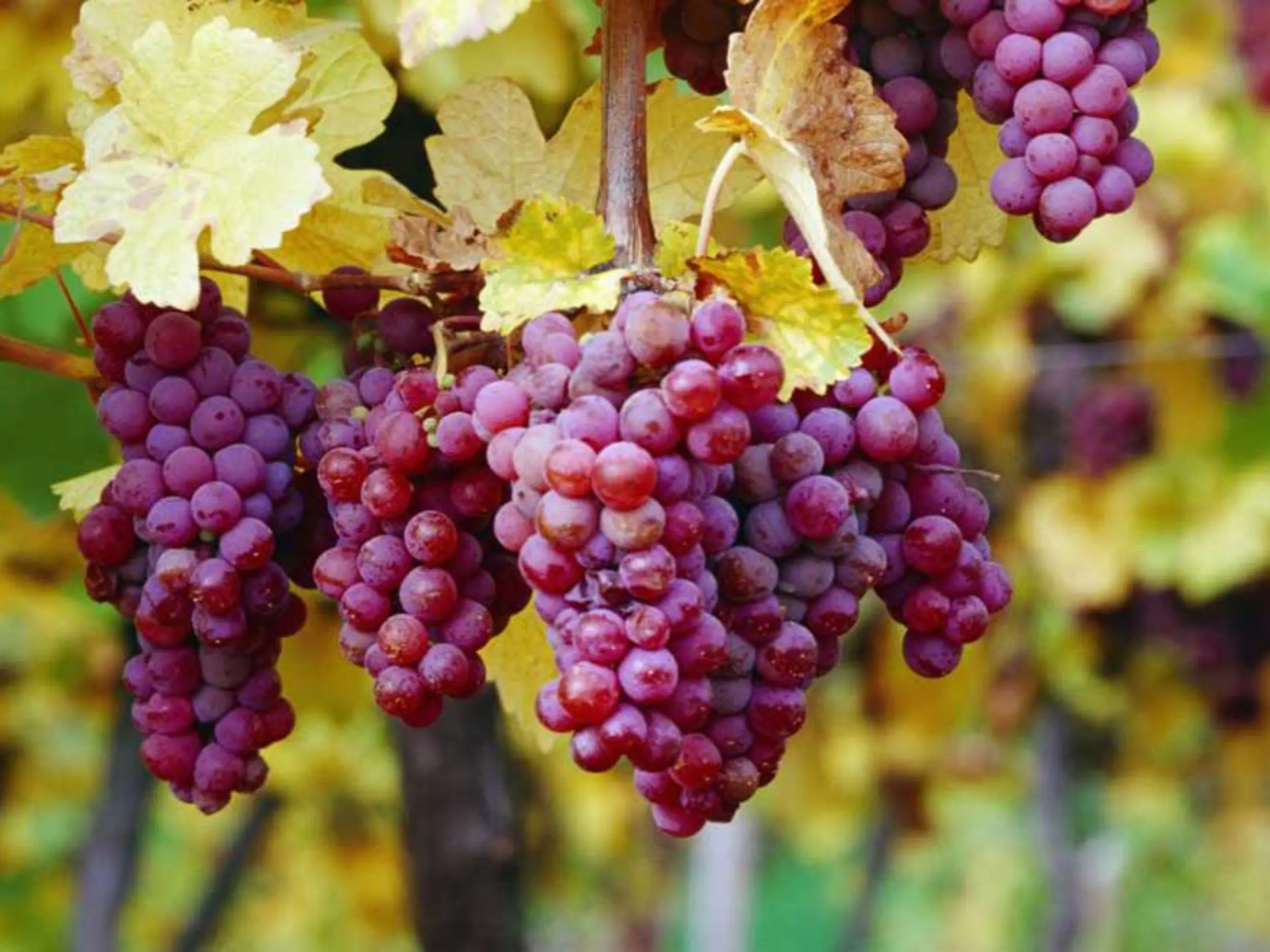 Rượu vang được làm từ nho Gewürztraminer mang hương thơm đặc trưng và cảm giác tròn vị khi uống