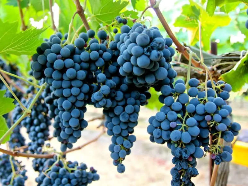 Nho Sangiovese có những đặc tính sinh trưởng rất riêng biệt