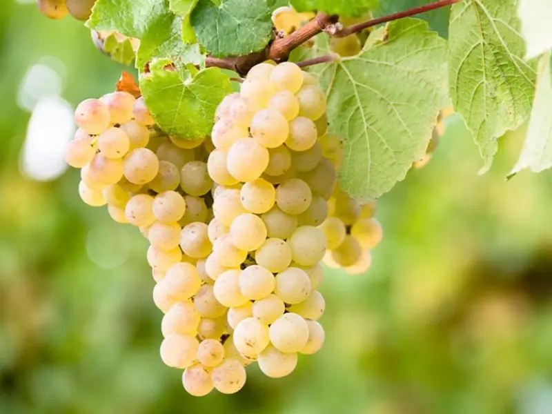 Nguồn gốc và ý nghĩa của giống nho trắng Sauvignon