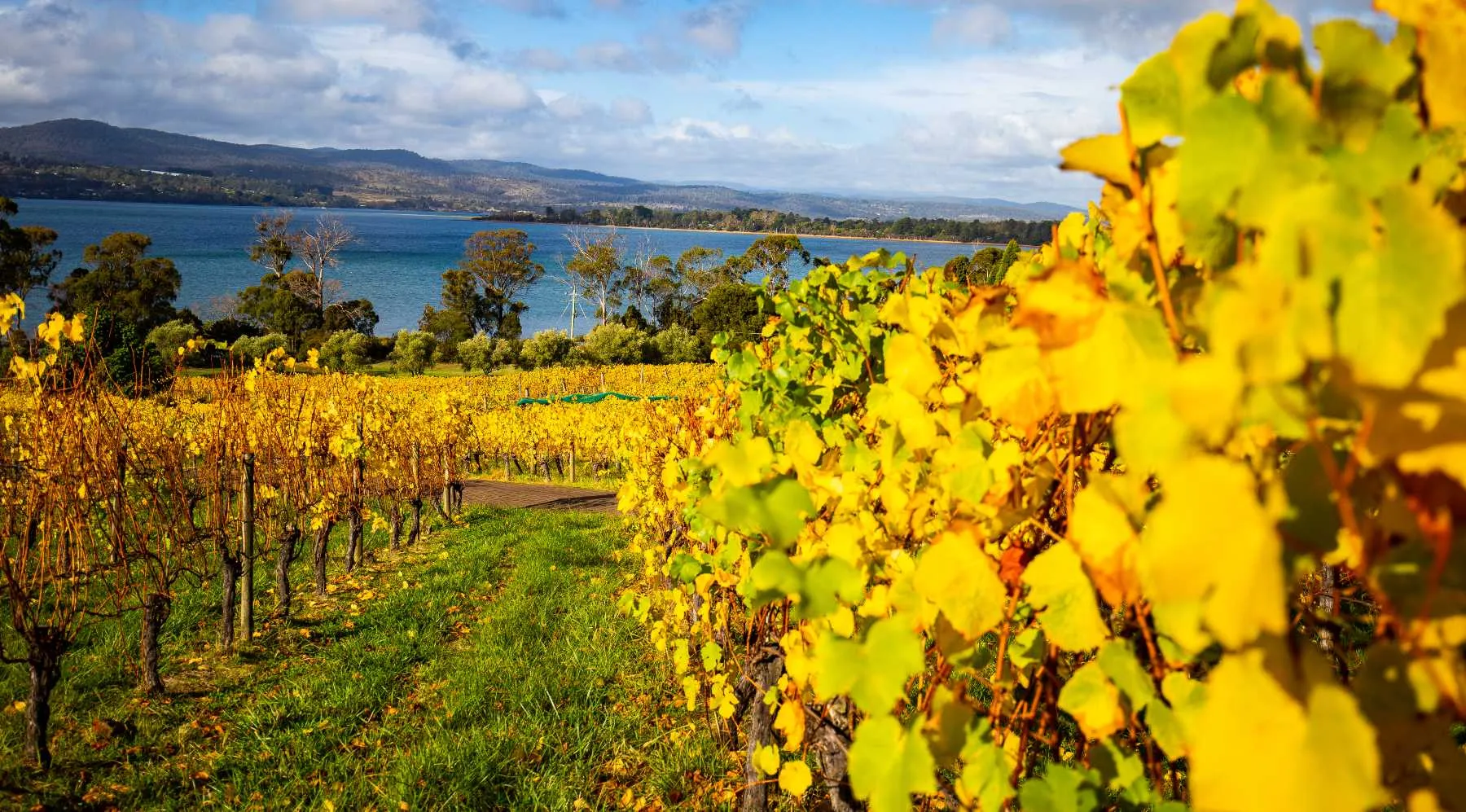 Tasmania – Vùng rượu vang khí hậu mát đặc trưng