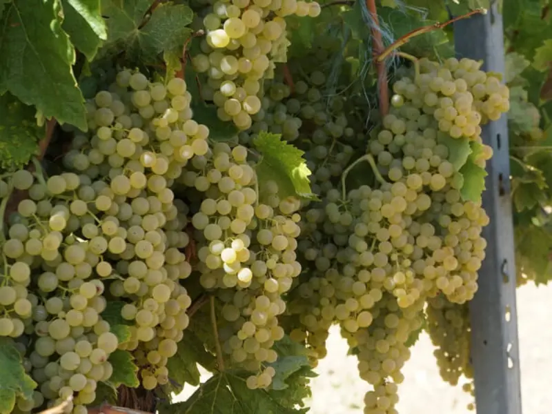 Rượu vang làm từ nho Trebbiano Toscano thường mang phong cách nhẹ nhàng và dễ uống