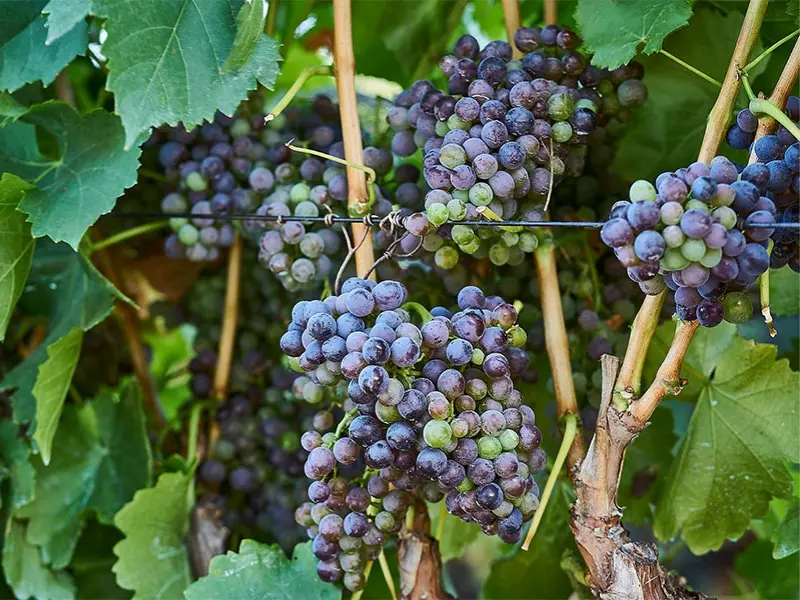 Giống nho Vernaccia có lịch sử lâu đời