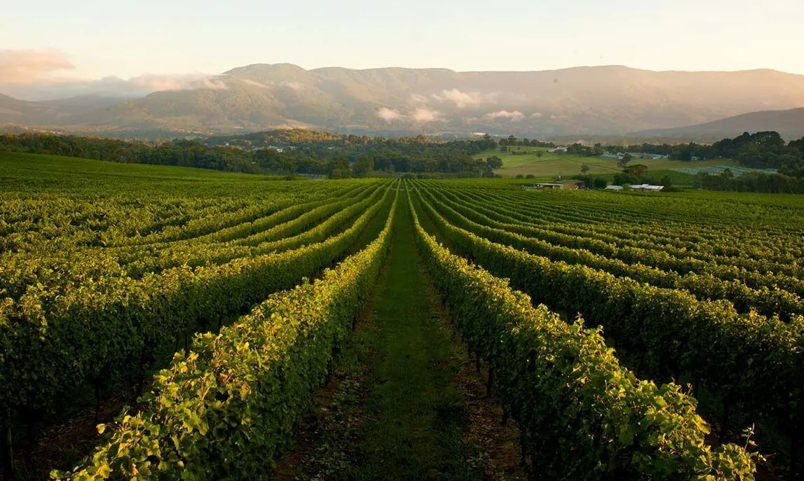 Victoria – Trung tâm rượu vang đa phong cách