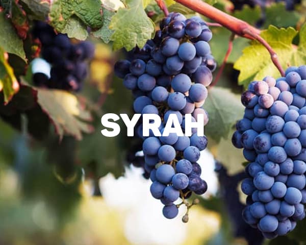 Syrah tạo ra những chai vang có cấu trúc mạnh và vị chát đậm