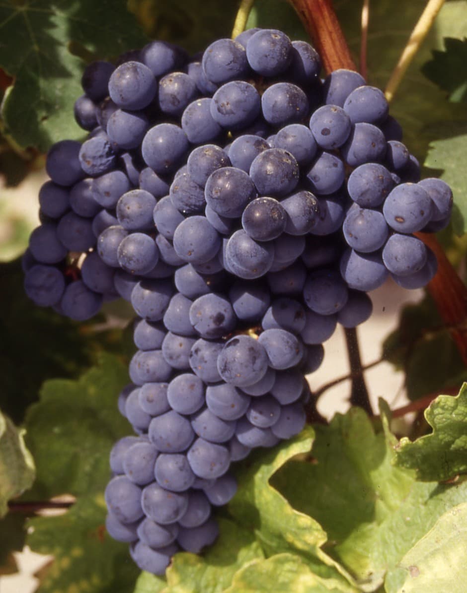 Tempranillo tạo ra những chai vang có vị chát ở mức trung bình
