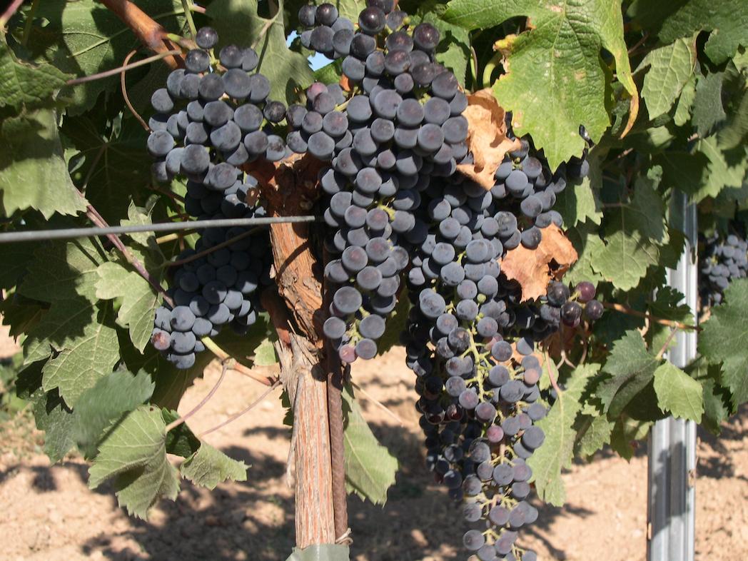 Các dòng rượu vang Merlot không gây cảm giác gắt hoặc khô 