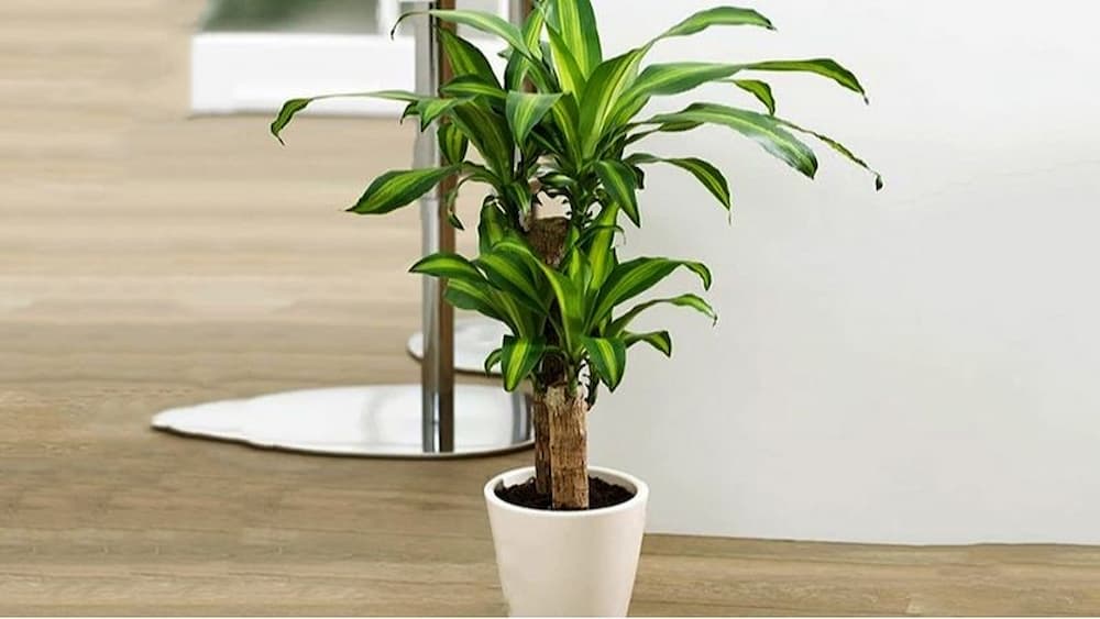 Cây cảnh phong thuỷ là món quà tân gia mang nhiều ý nghĩa