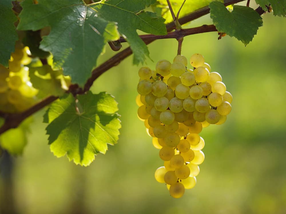 Chardonnay là giống nho trắng duy nhất được sử dụng phổ biến trong sản xuất Champagne