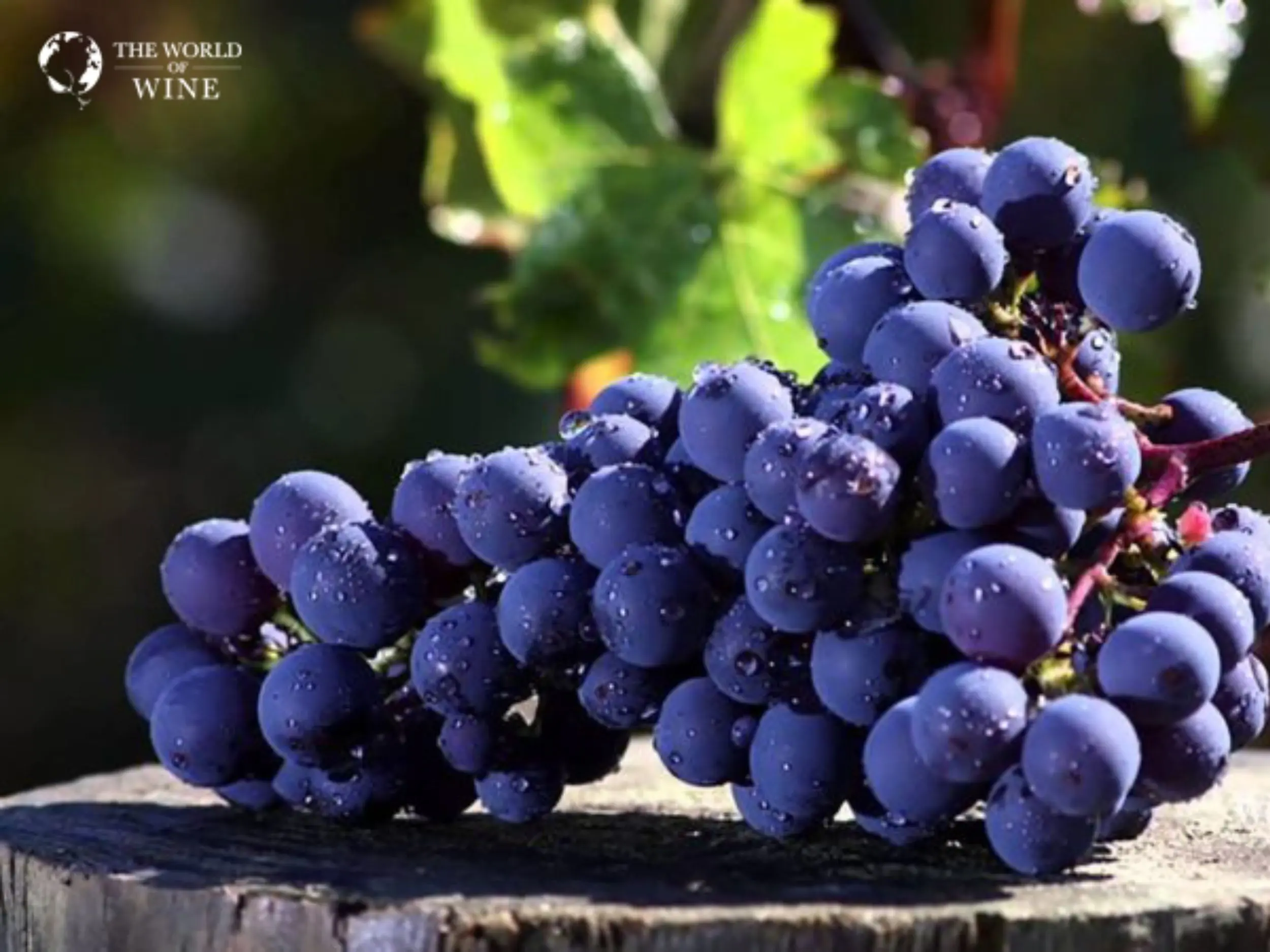Cabernet Sauvignon được xem là giống nho đại diện rõ nét nhất cho phong cách rượu vang chát.