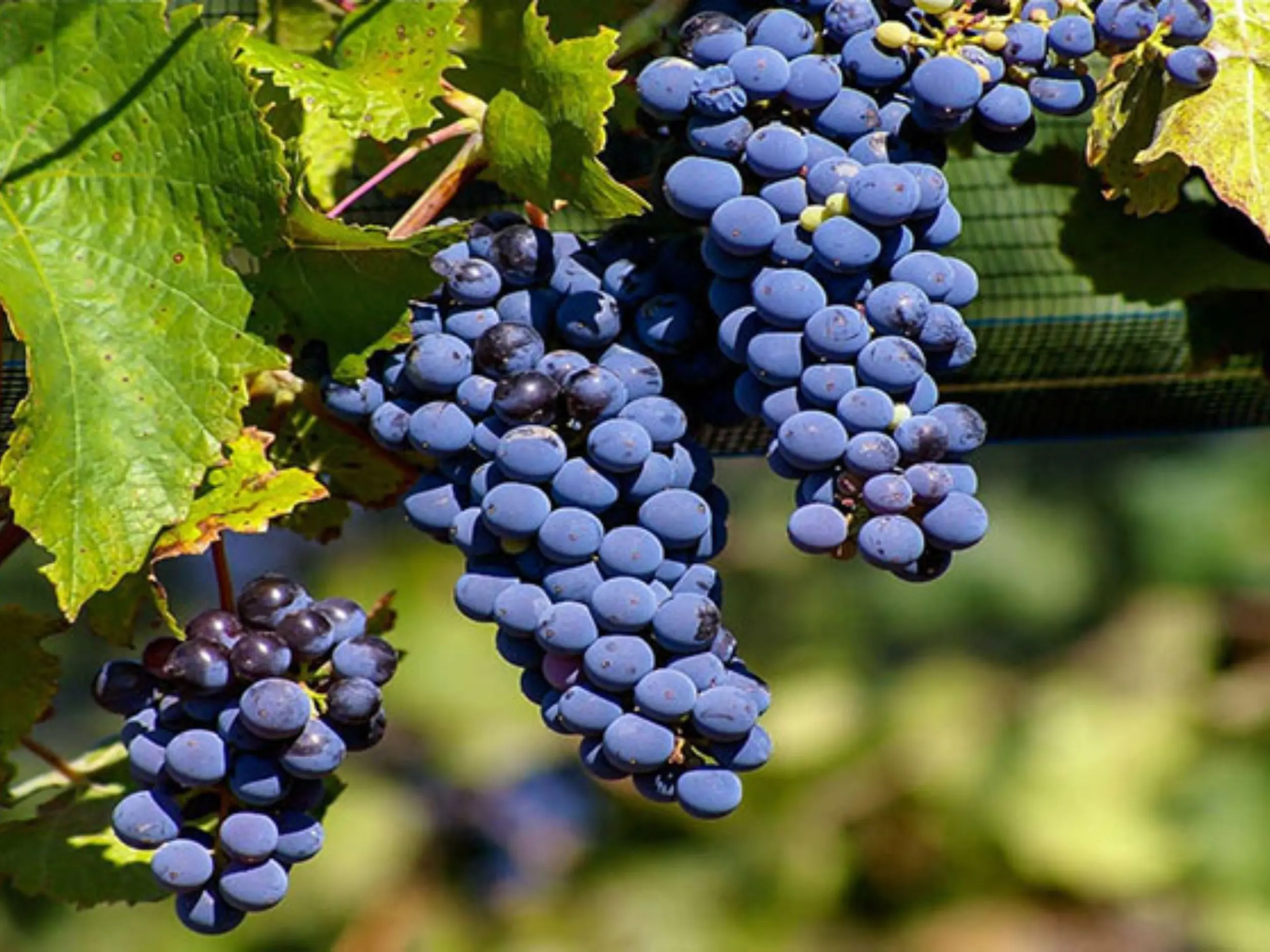 Malbec là giống nho nổi bật với vị chát vừa phải