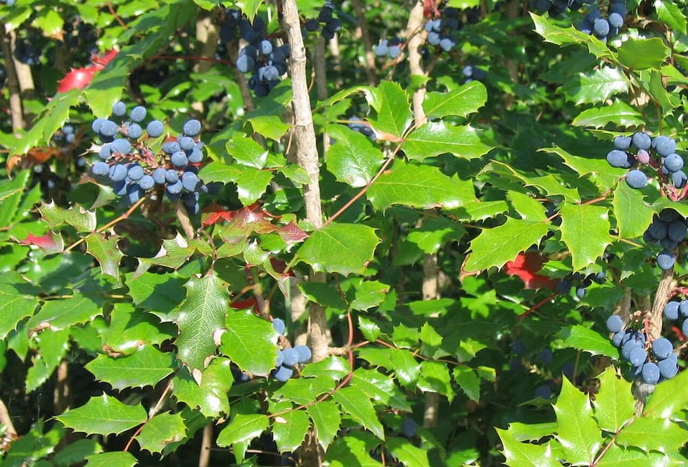 Oregon và California là hai trung tâm sản xuất Pinot Noir hàng đầu
